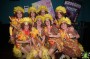 Thumbs/tn_Barbieworld 017.jpg